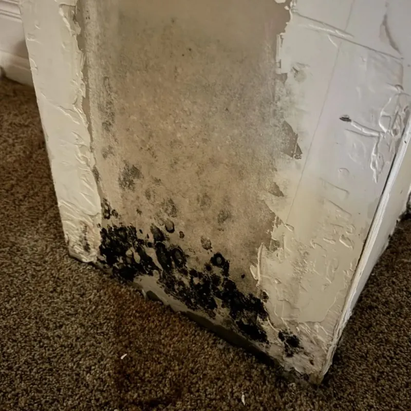 Professional Mold Removal in Leonardtown, MD